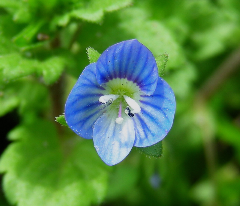 Image of Veronica persica specimen.