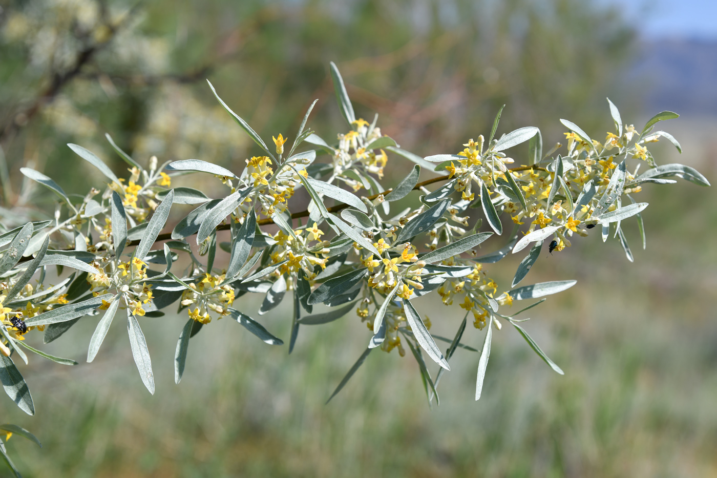 Изображение особи Elaeagnus iliensis.