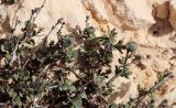 Смотреть изображение Globularia arabica