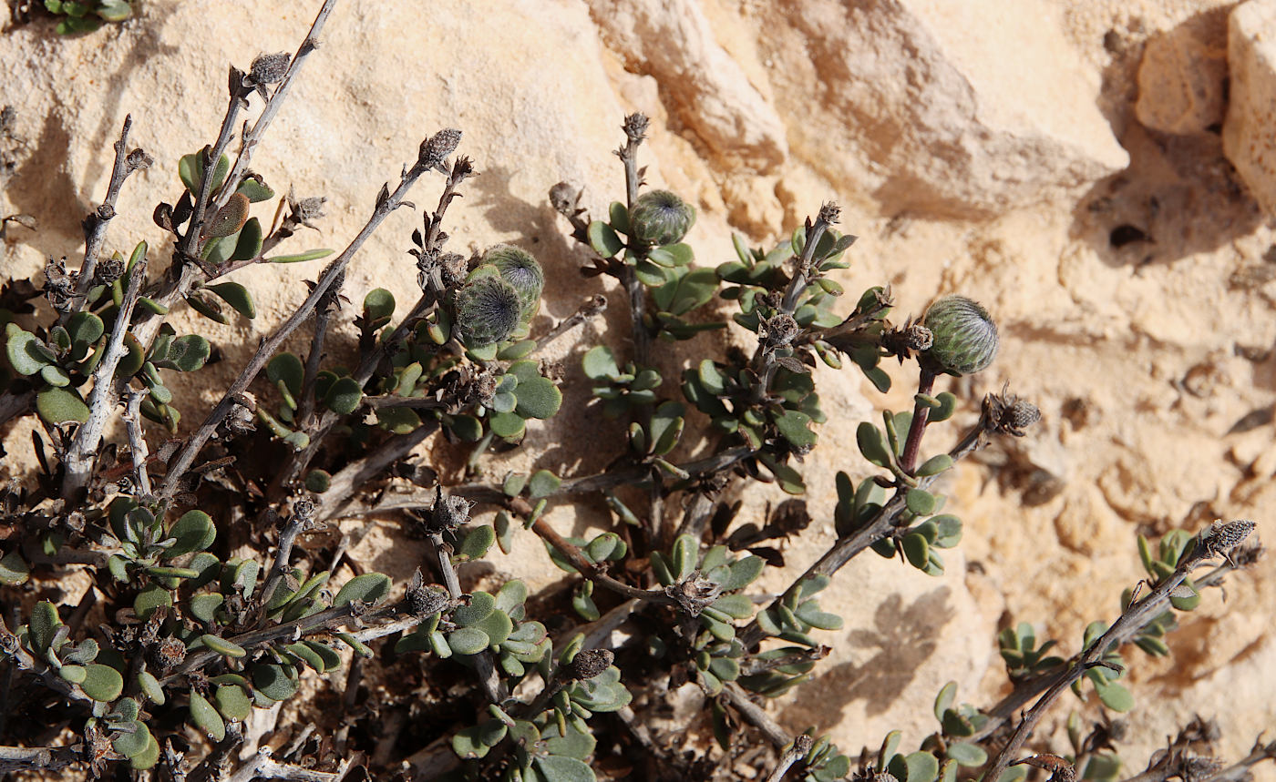 Image of Globularia arabica specimen.