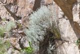 Artemisia rutifolia