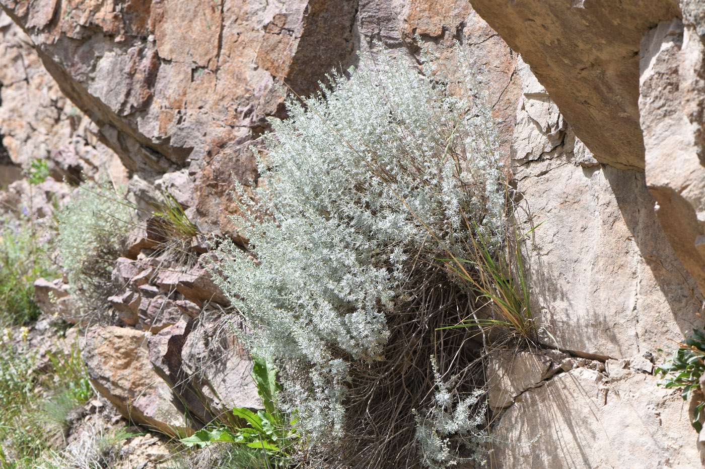 Image of Artemisia rutifolia specimen.