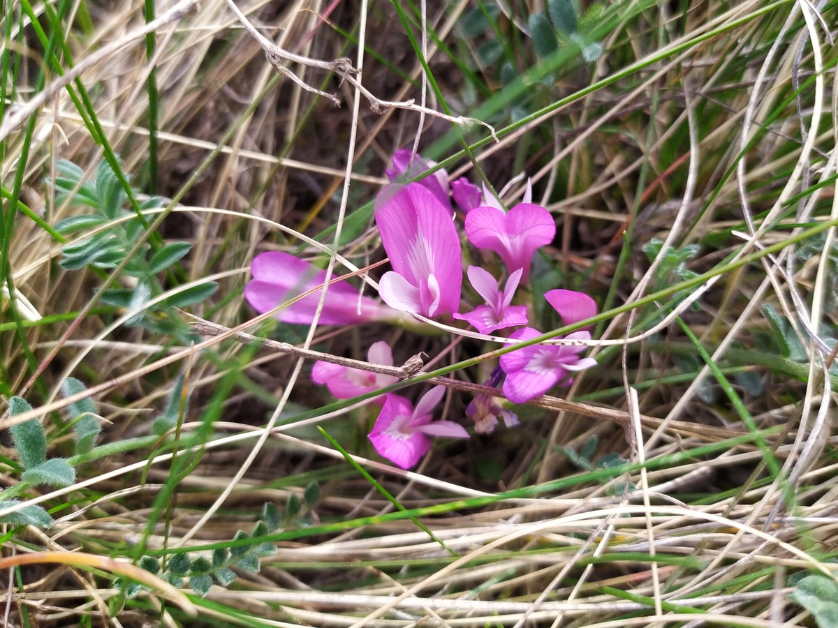 Изображение особи Astragalus testiculatus.