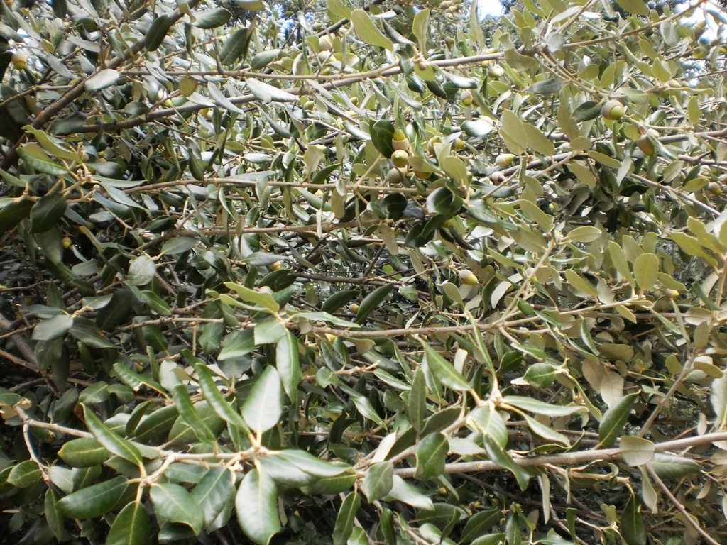 Image of Quercus ilex specimen.