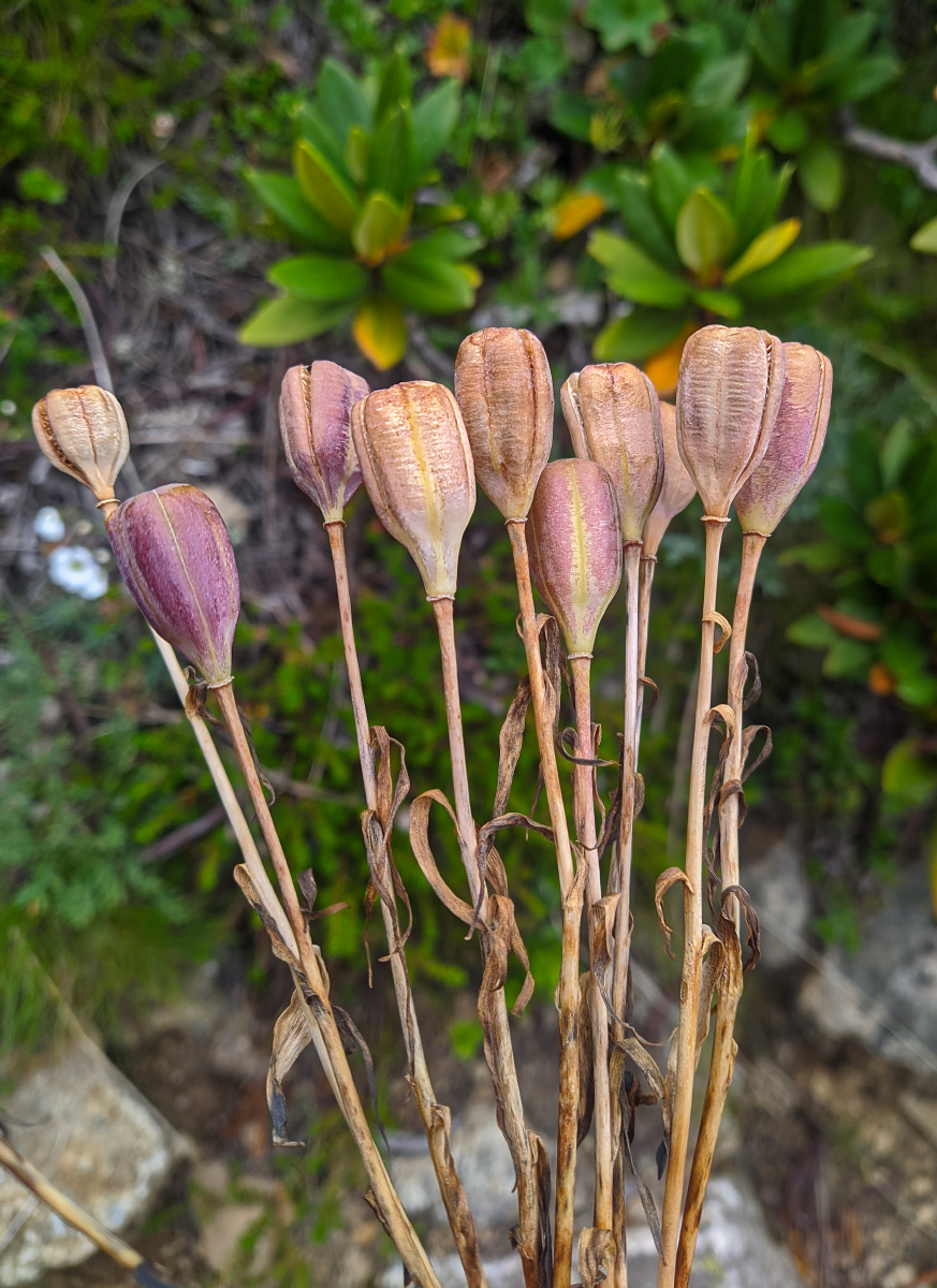 Image of genus Fritillaria specimen.