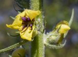 Смотреть изображение Verbascum boerhavii