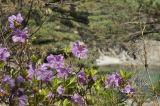 Rhododendron mucronulatum. Верхушки побегов с цветками. Приморский край, Хасанский р-н, окр. с. Витязь, прибрежные скалы. 09.05.2022.