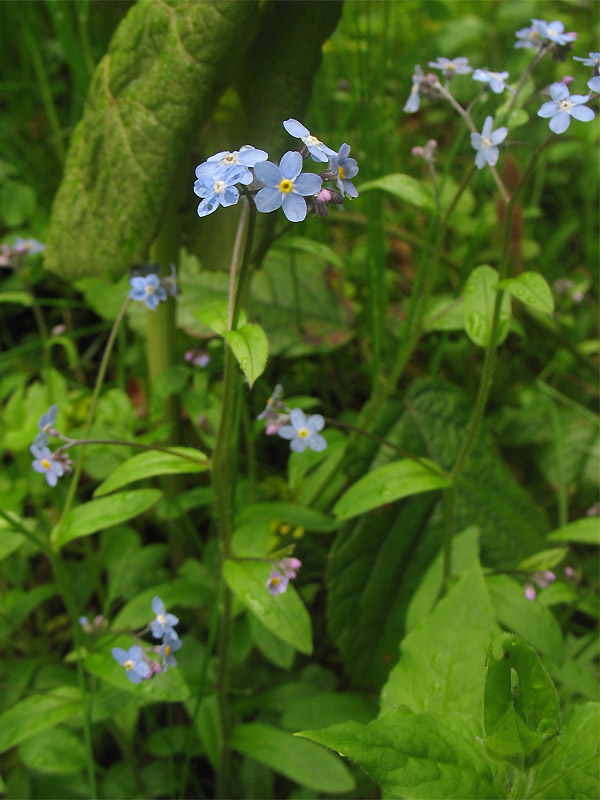 Изображение особи Myosotis sylvatica.