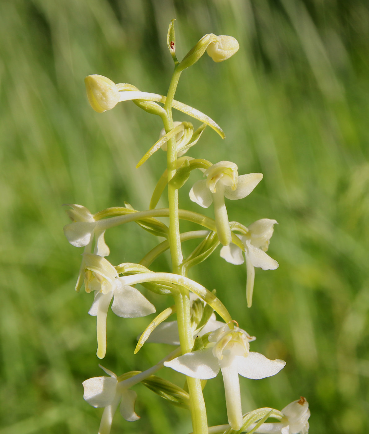 Image of Platanthera chlorantha specimen.