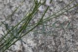 Astragalus pseudomacropterus