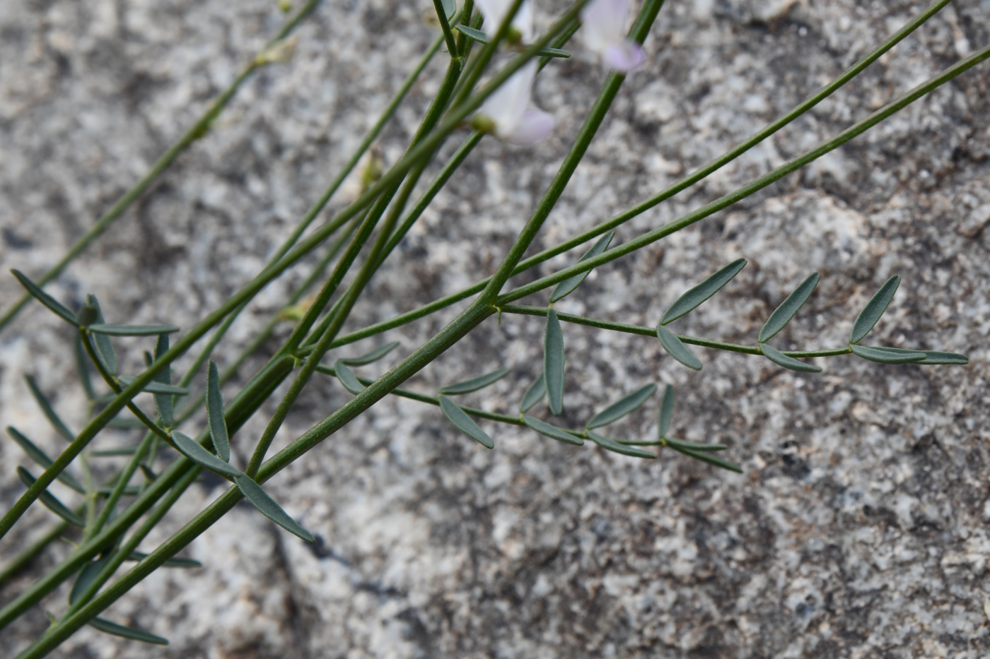 Изображение особи Astragalus pseudomacropterus.