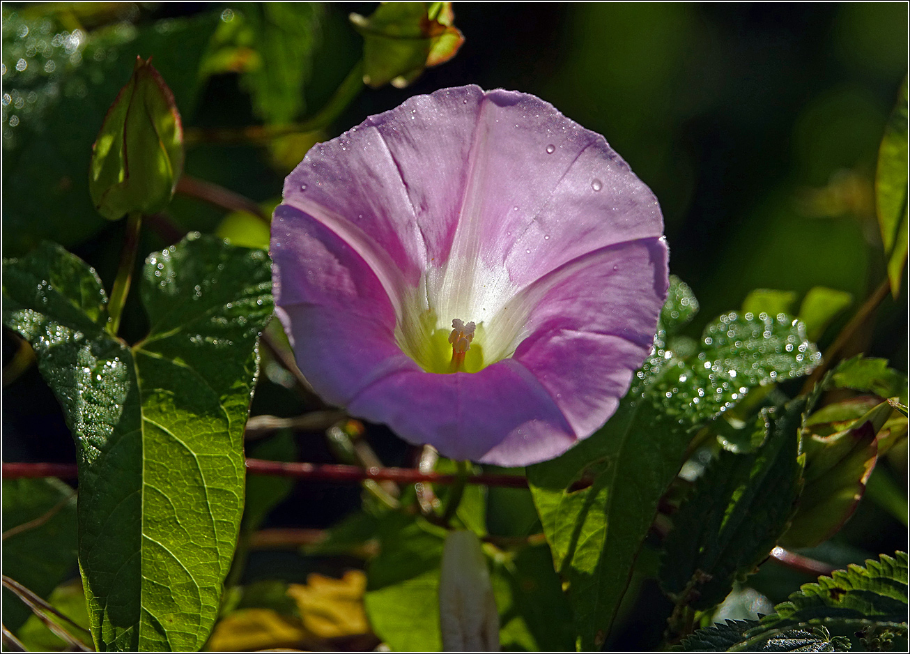 Image of Calystegia spectabilis specimen.