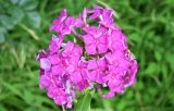 Phlox paniculata. Соцветие. Узбекистан, Наманганская обл., Чустский р-н, Ферганская долина, верховье кишлака Гова (G'ova), зона отдыха \"Нур\", в культуре. 23.07.2024.