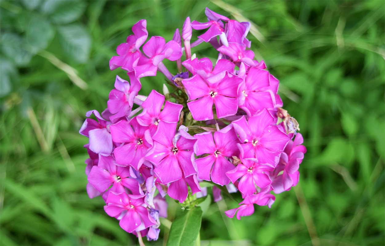 Image of Phlox paniculata specimen.