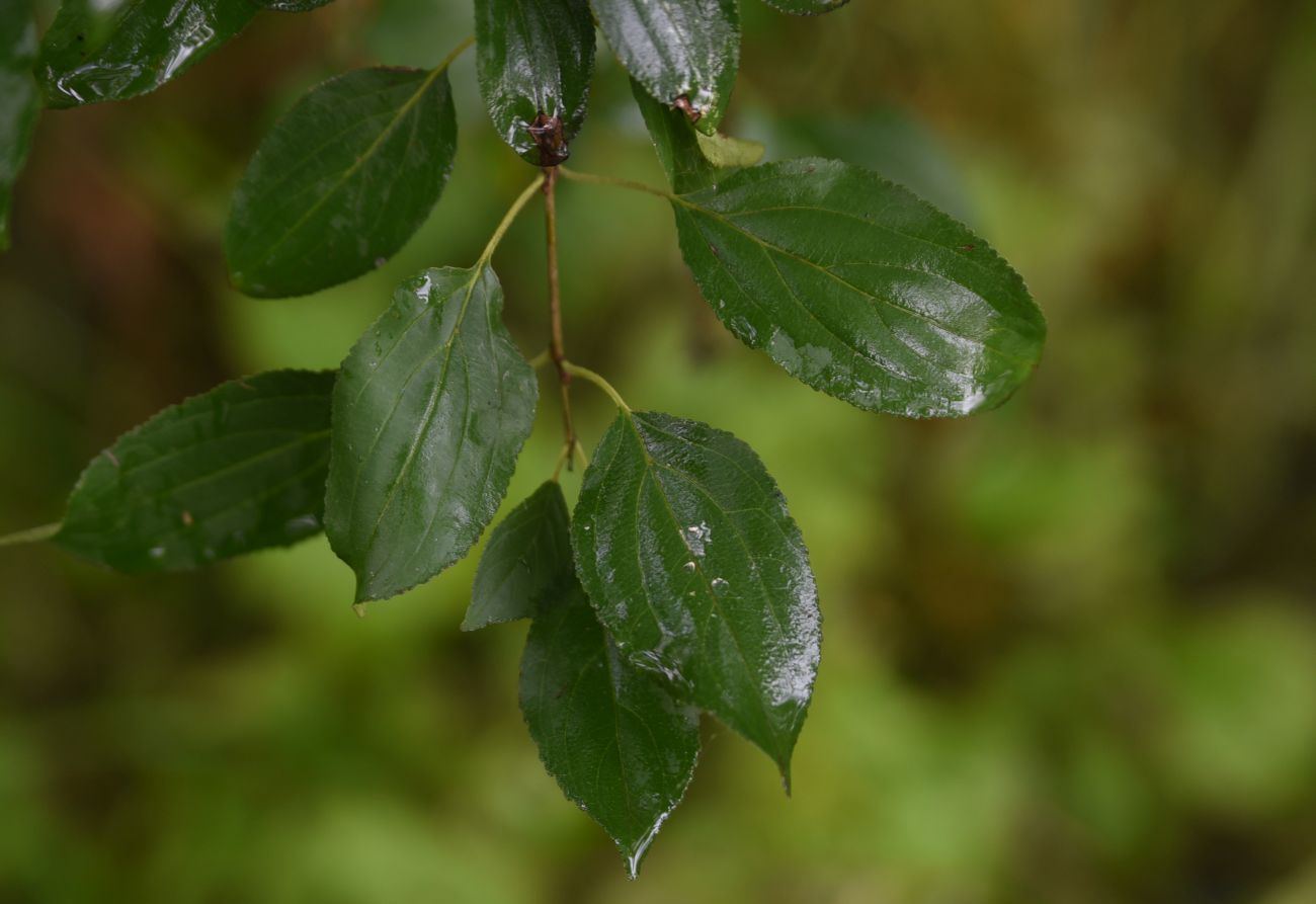 Image of Rhamnus cathartica specimen.