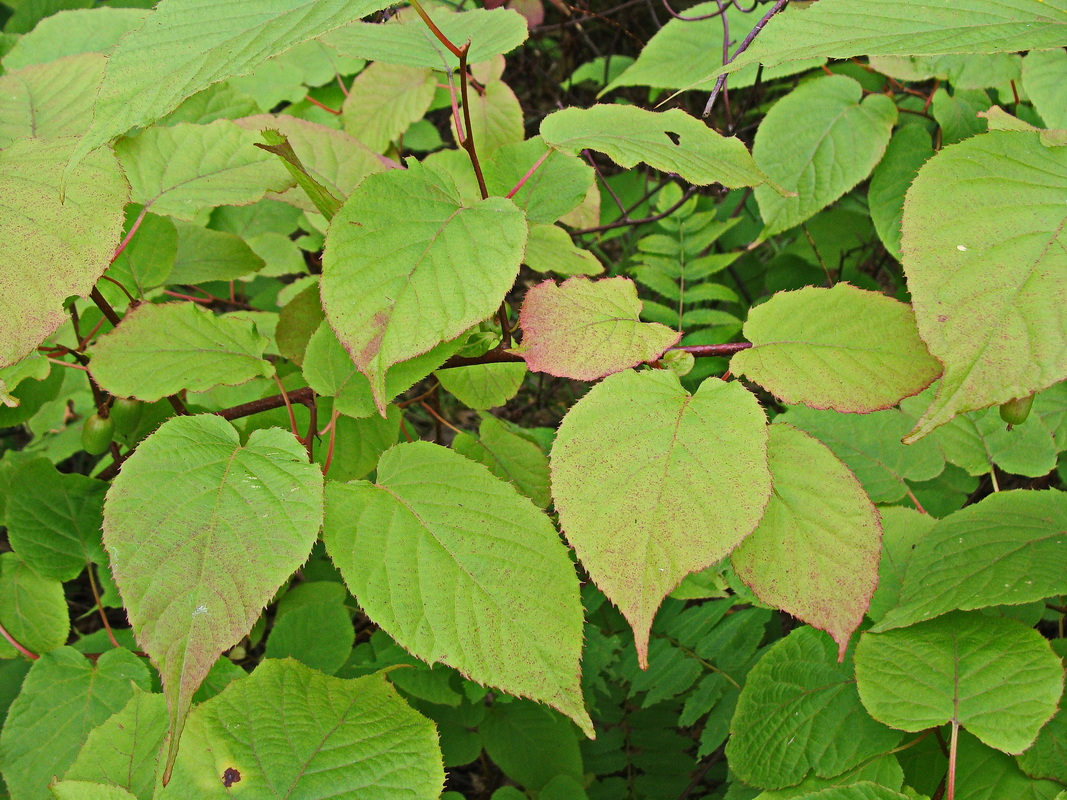 Image of Actinidia kolomikta specimen.