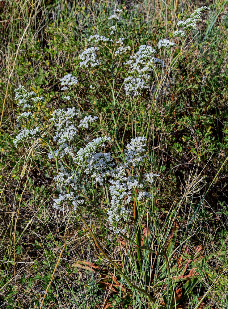 Image of Goniolimon elatum specimen.