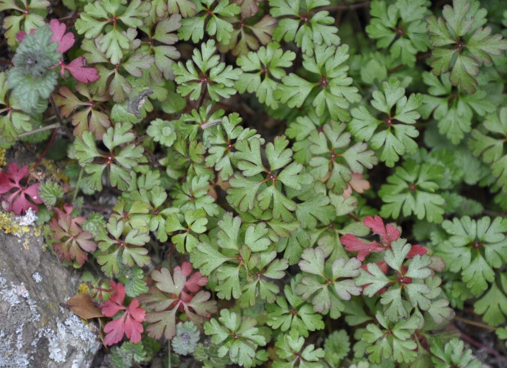 Изображение особи Geranium purpureum.