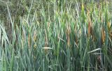 Typha latifolia. Плодоносящие растения. Узбекистан, Андижанская обл. Ходжаабадский р-н, окр. г. Ходжаабад, левый берег канала Шахрихансай. 06.07.2023.