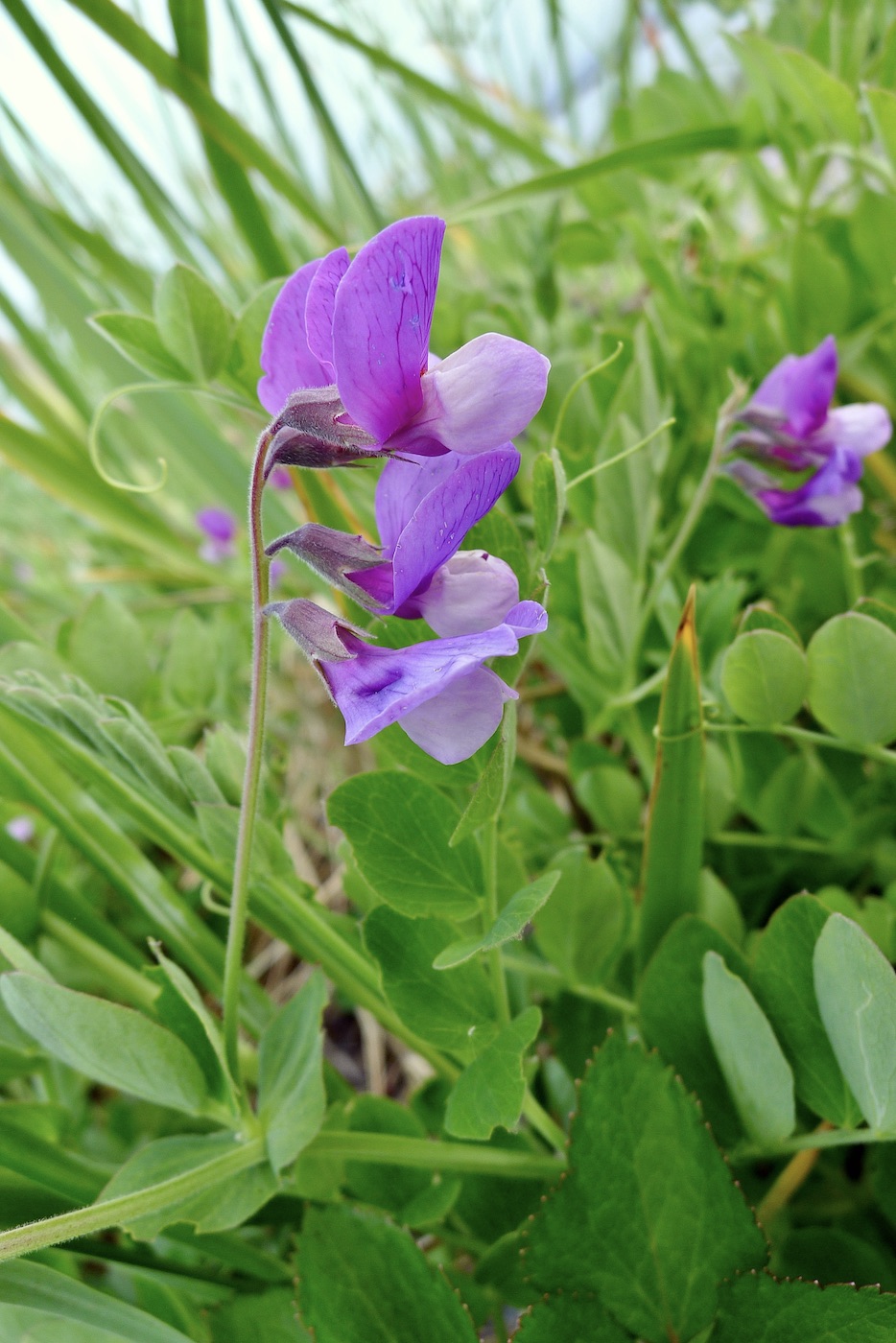 Изображение особи Lathyrus japonicus.