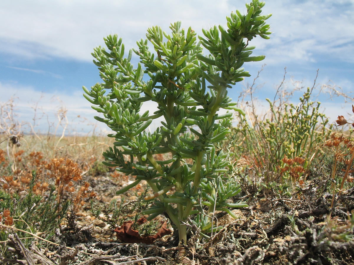 Изображение особи Halogeton glomeratus.