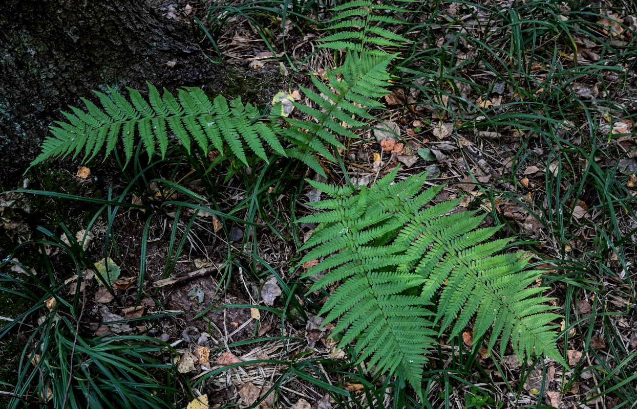 Image of Dryopteris filix-mas specimen.