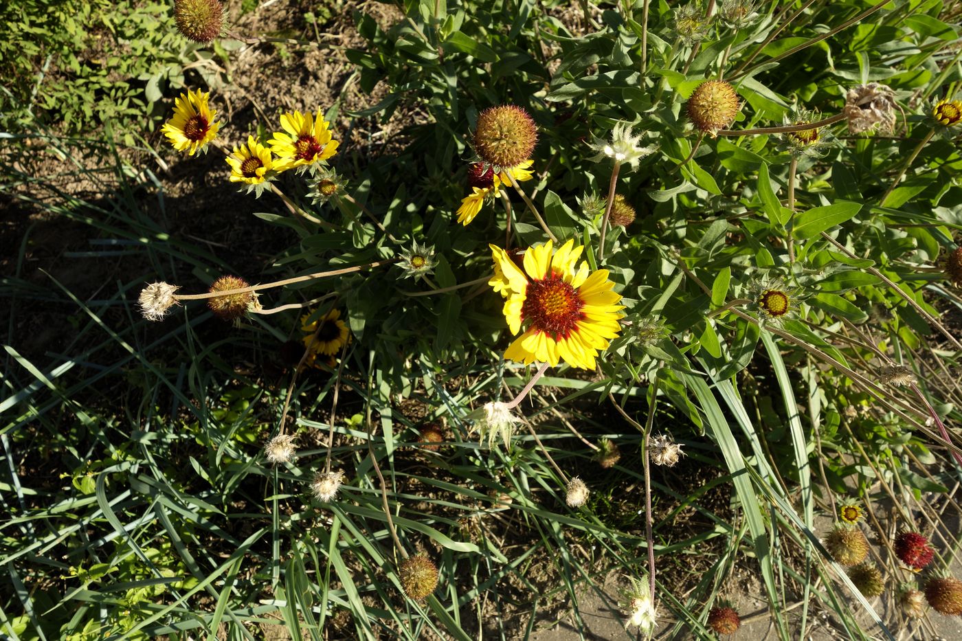 Image of Gaillardia aristata specimen.