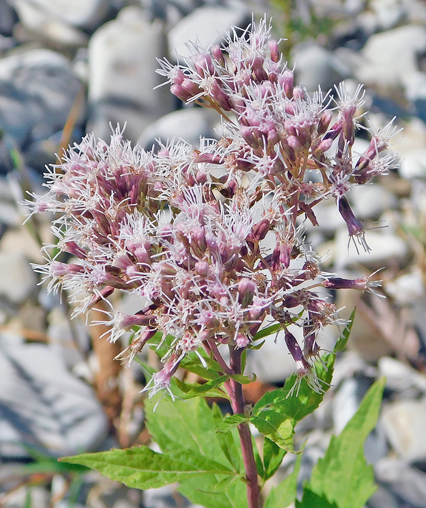 Изображение особи Eupatorium cannabinum.