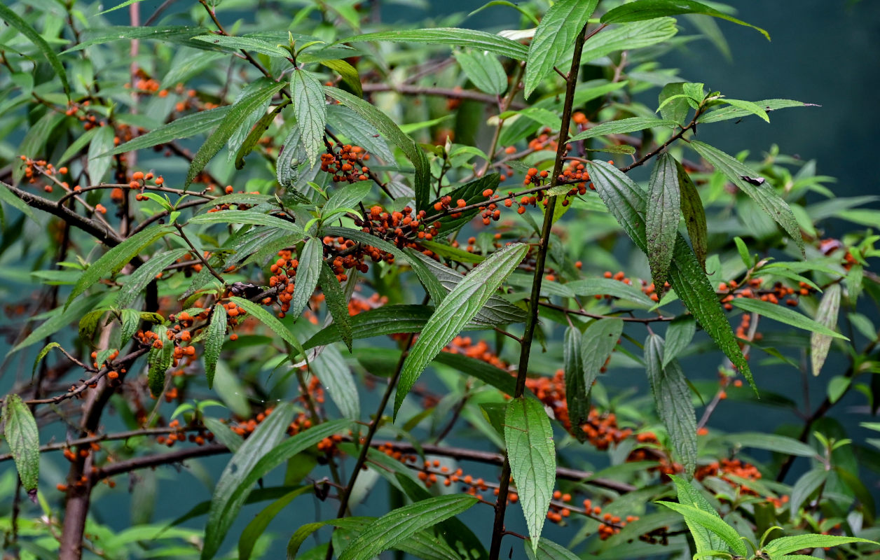 Image of Debregeasia longifolia specimen.