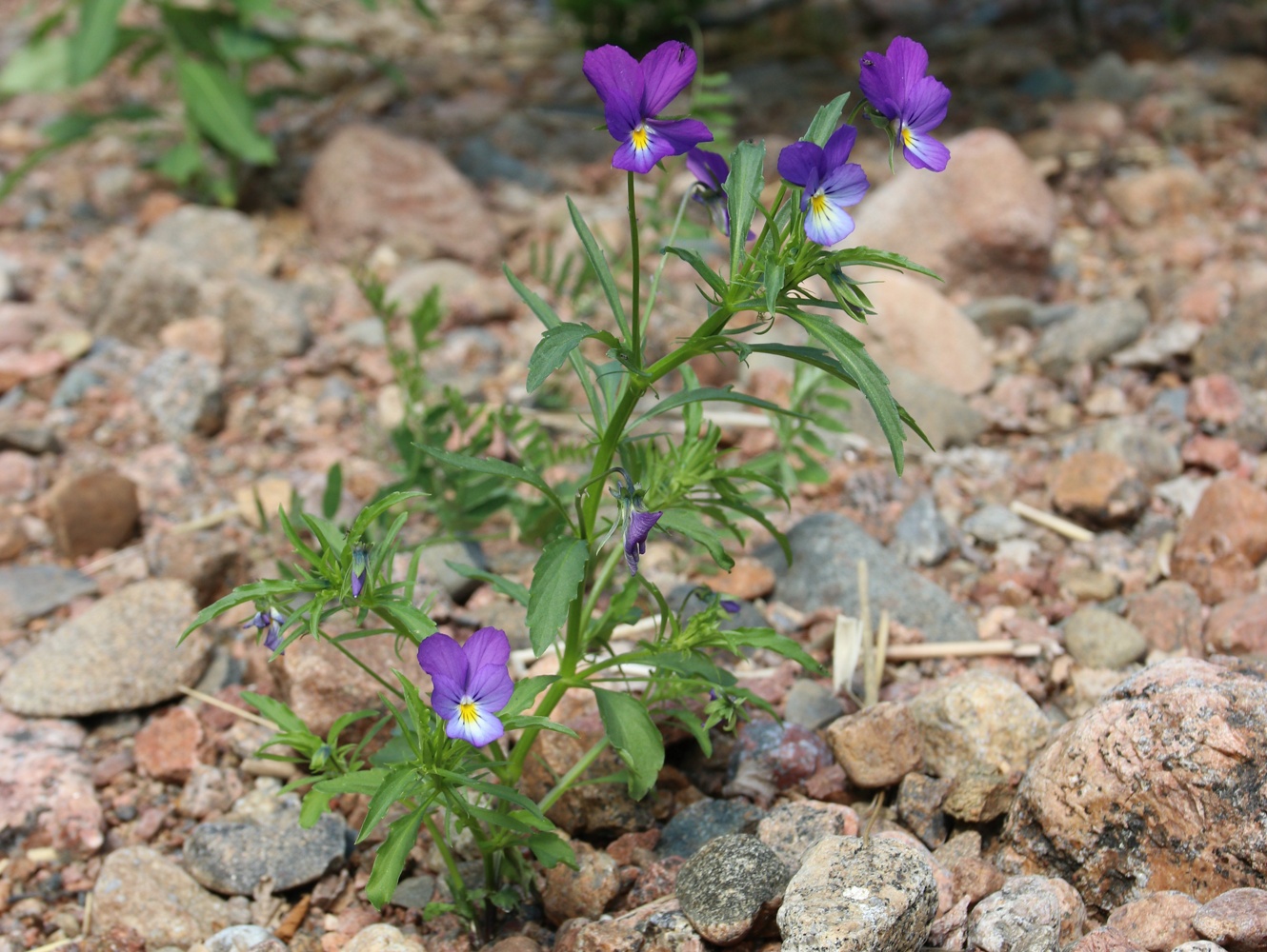 Image of Viola maritima specimen.