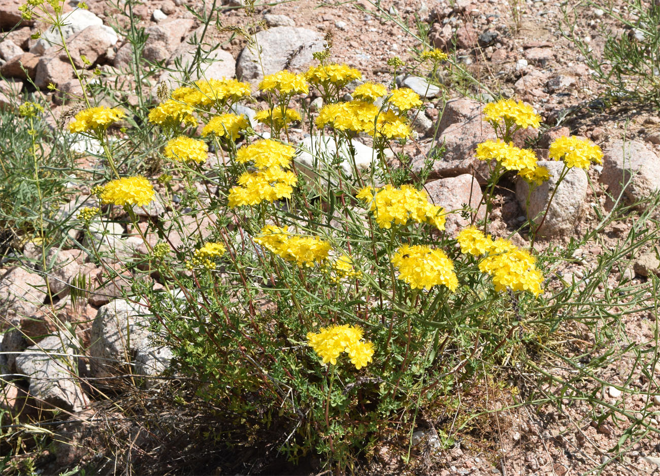 Изображение особи Hypericum scabrum.