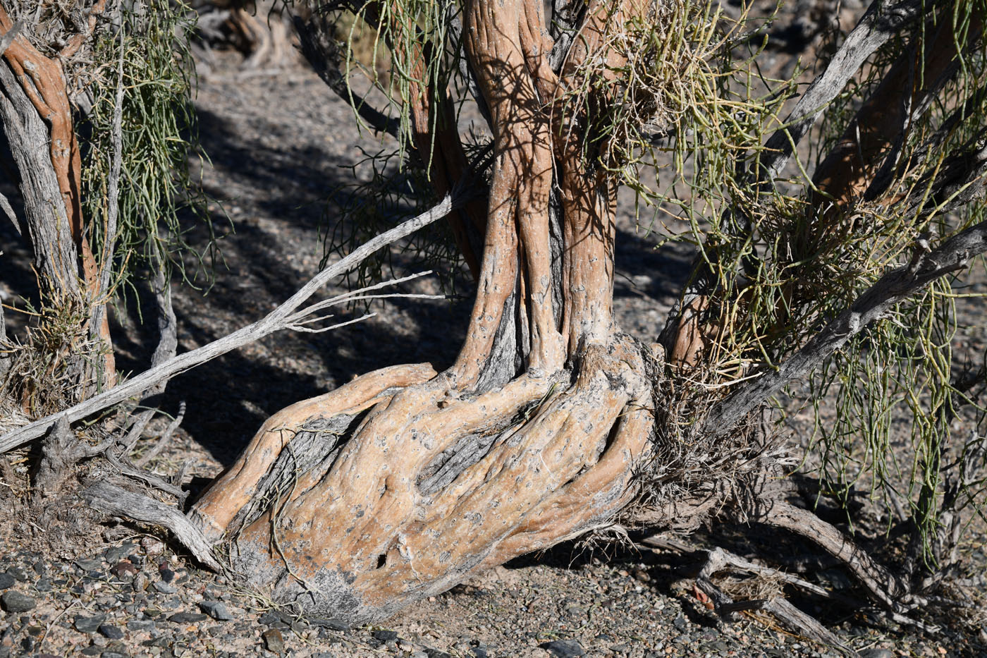 Image of Haloxylon aphyllum specimen.