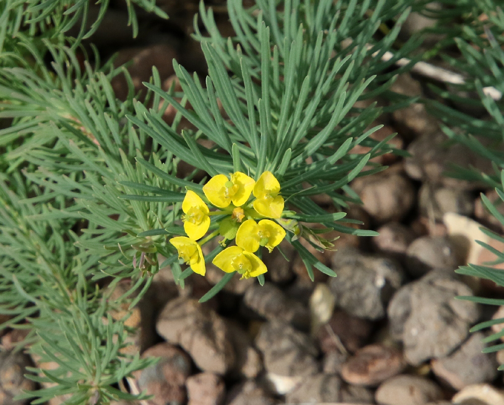 Изображение особи Euphorbia cyparissias.