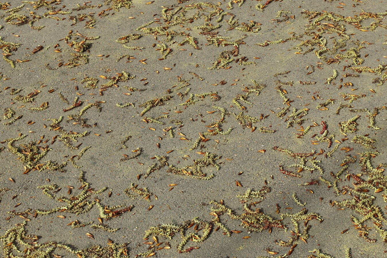 Image of genus Populus specimen.