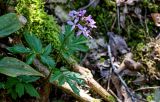 View full-size image Cardamine quinquefolia
