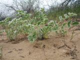 View full-size image Astragalus citoinflatus