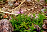 View full-size image Stachys palustris