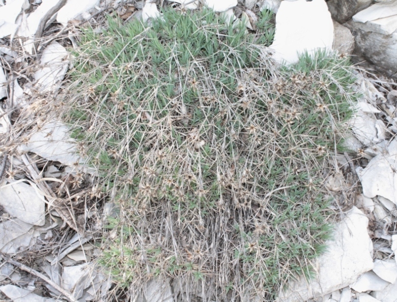 Image of Dianthus acantholimonoides specimen.