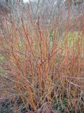 View full-size image Rosa nitida