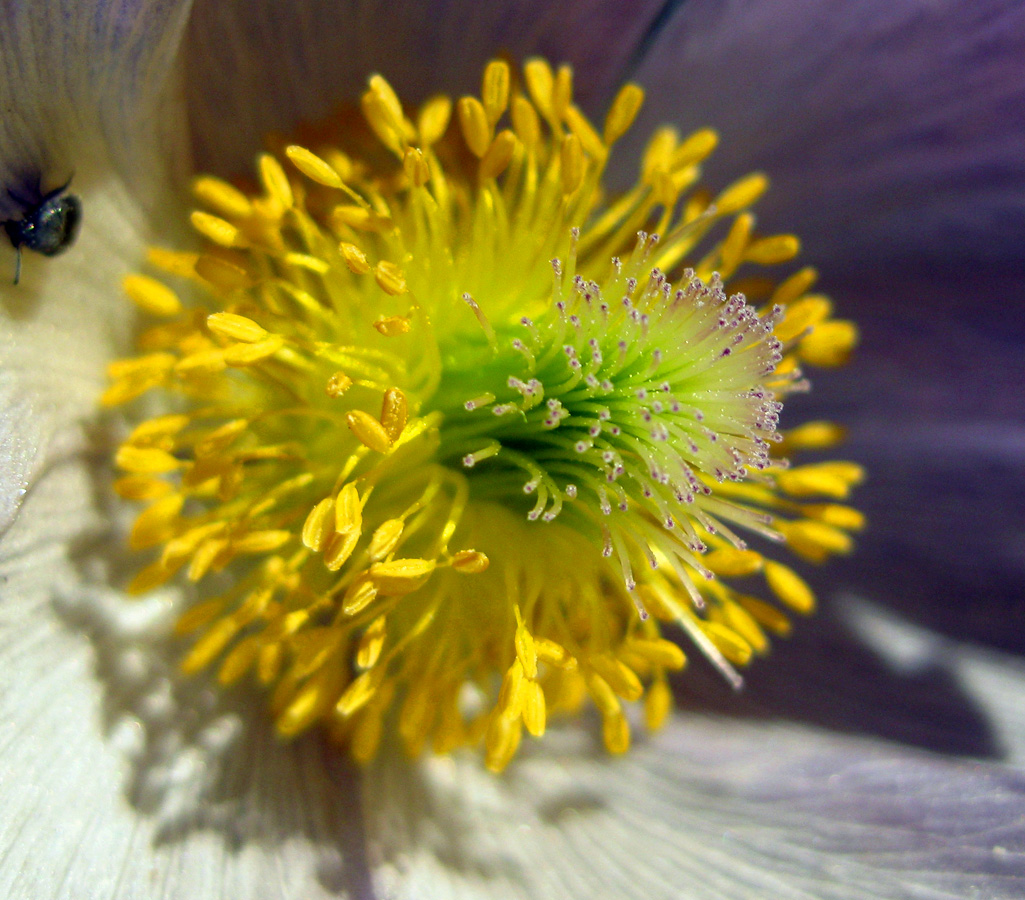 Изображение особи Pulsatilla patens.