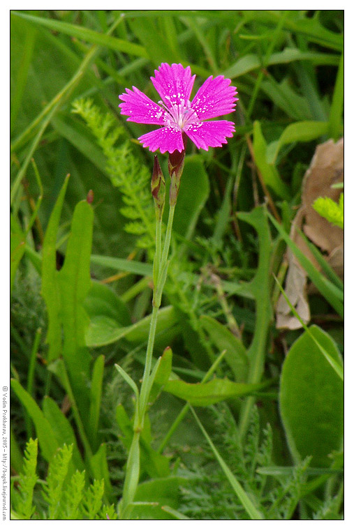 Image of Dianthus deltoides specimen.