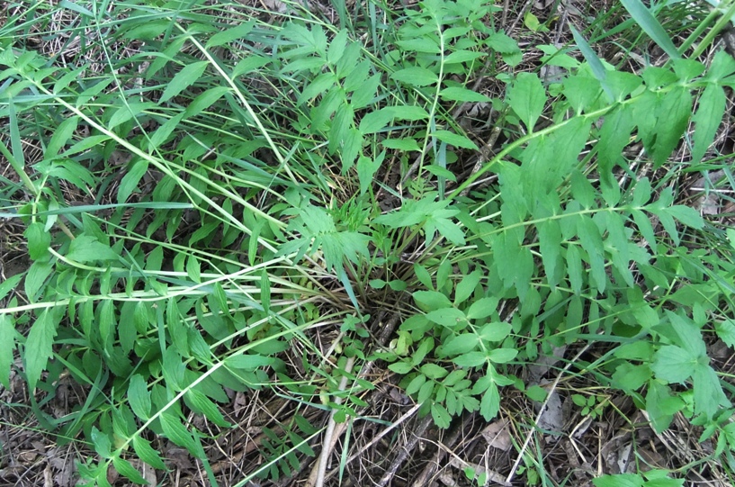 Image of Valeriana officinalis specimen.