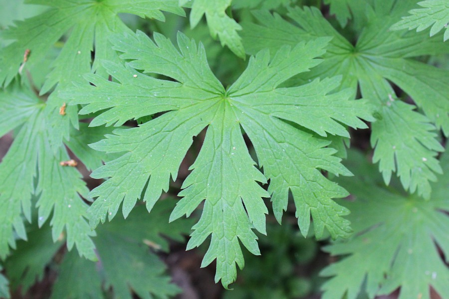 Image of Geranium krylovii specimen.