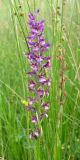 Anacamptis × timbalii подвид reinhardii