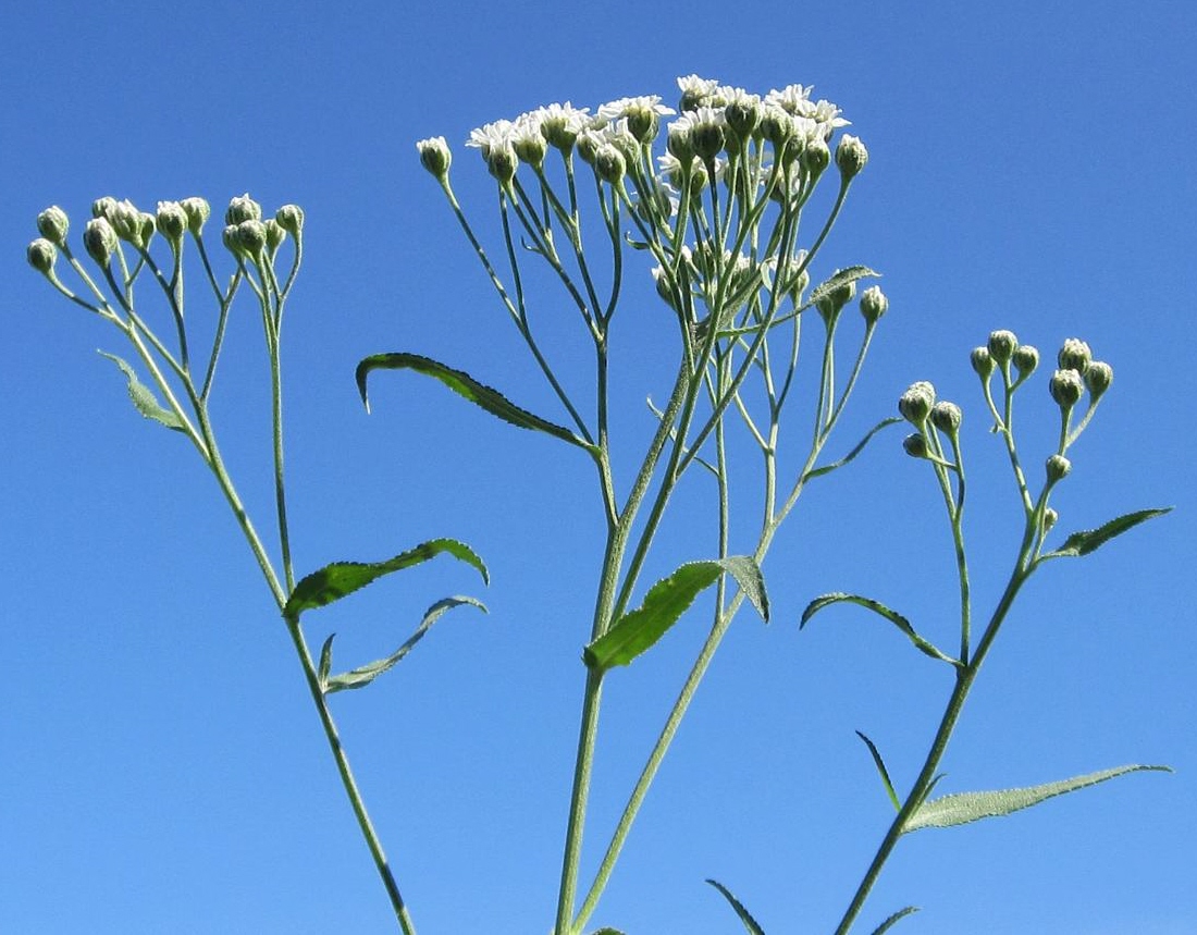 Изображение особи Achillea salicifolia.