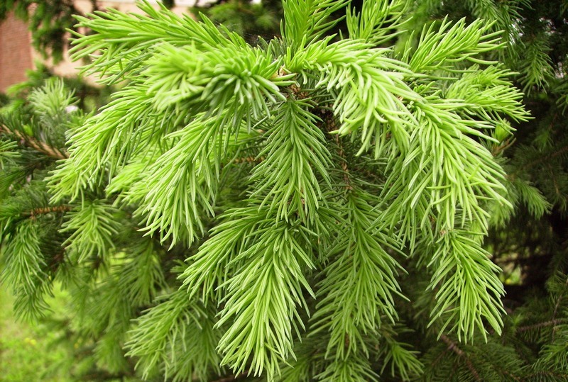 Image of Picea obovata specimen.