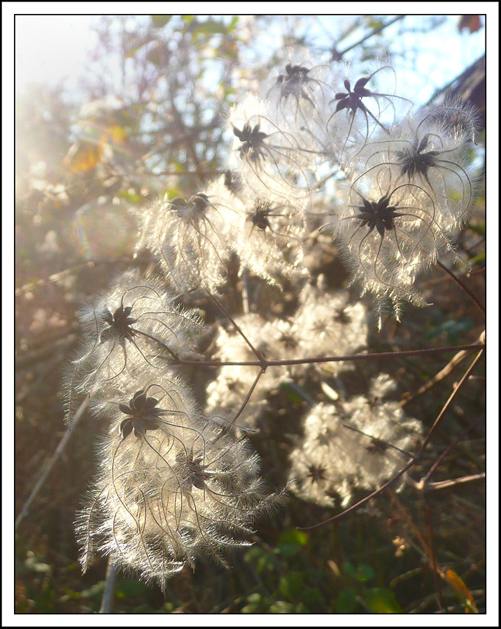 Image of Clematis vitalba specimen.