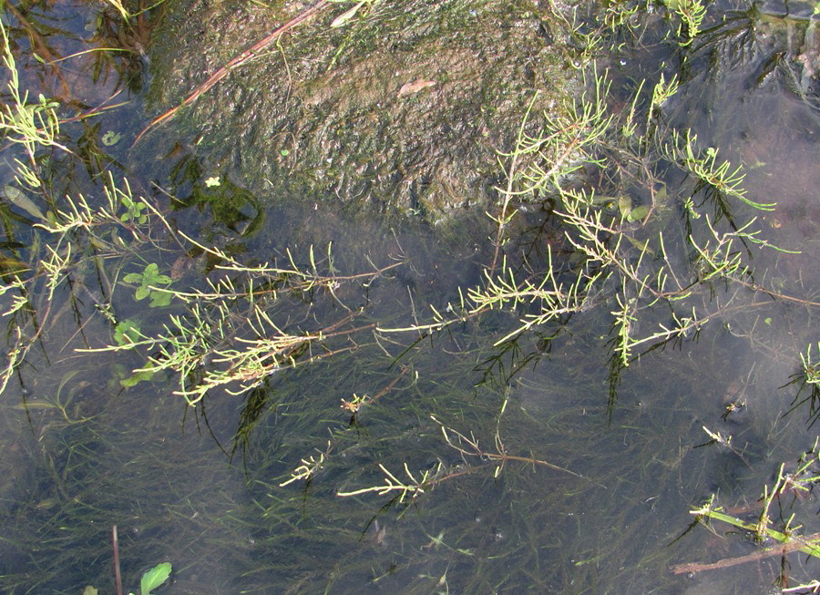 Image of Equisetum arvense specimen.