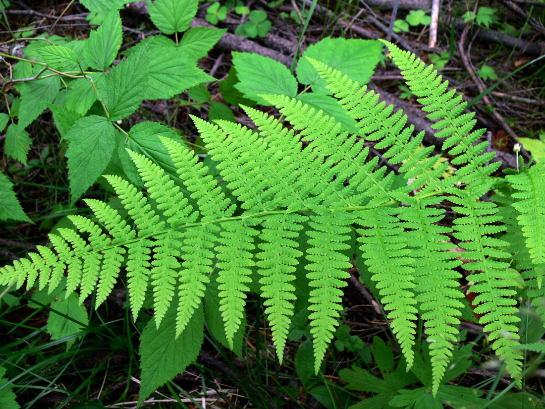 Изображение особи Athyrium filix-femina.