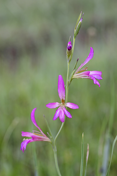 Image of Gladiolus italicus specimen.